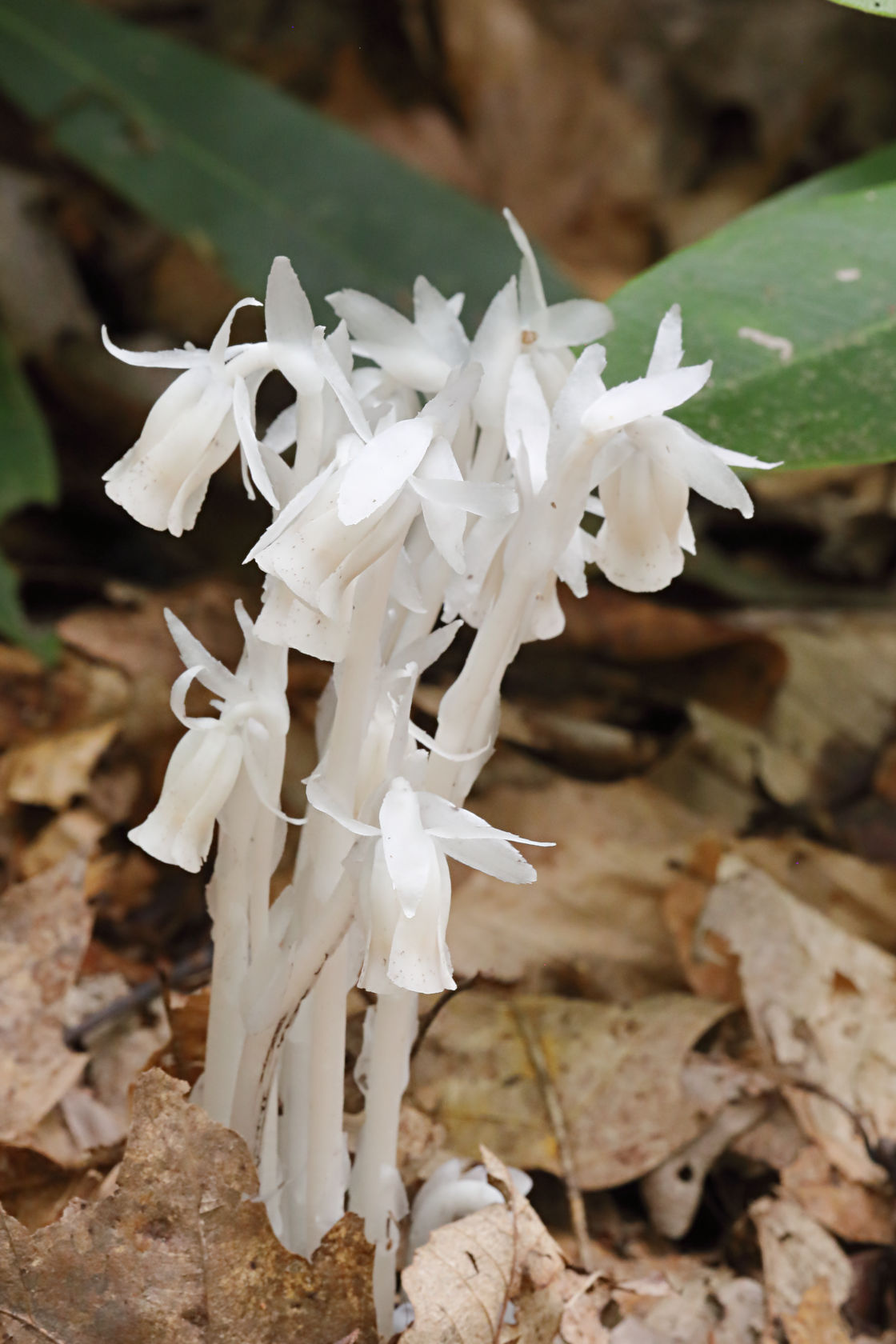 Indian Pipe