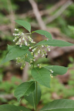 Tall Milkweed