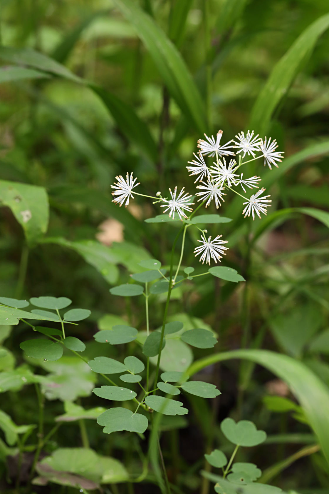 Tall Meadow Rue