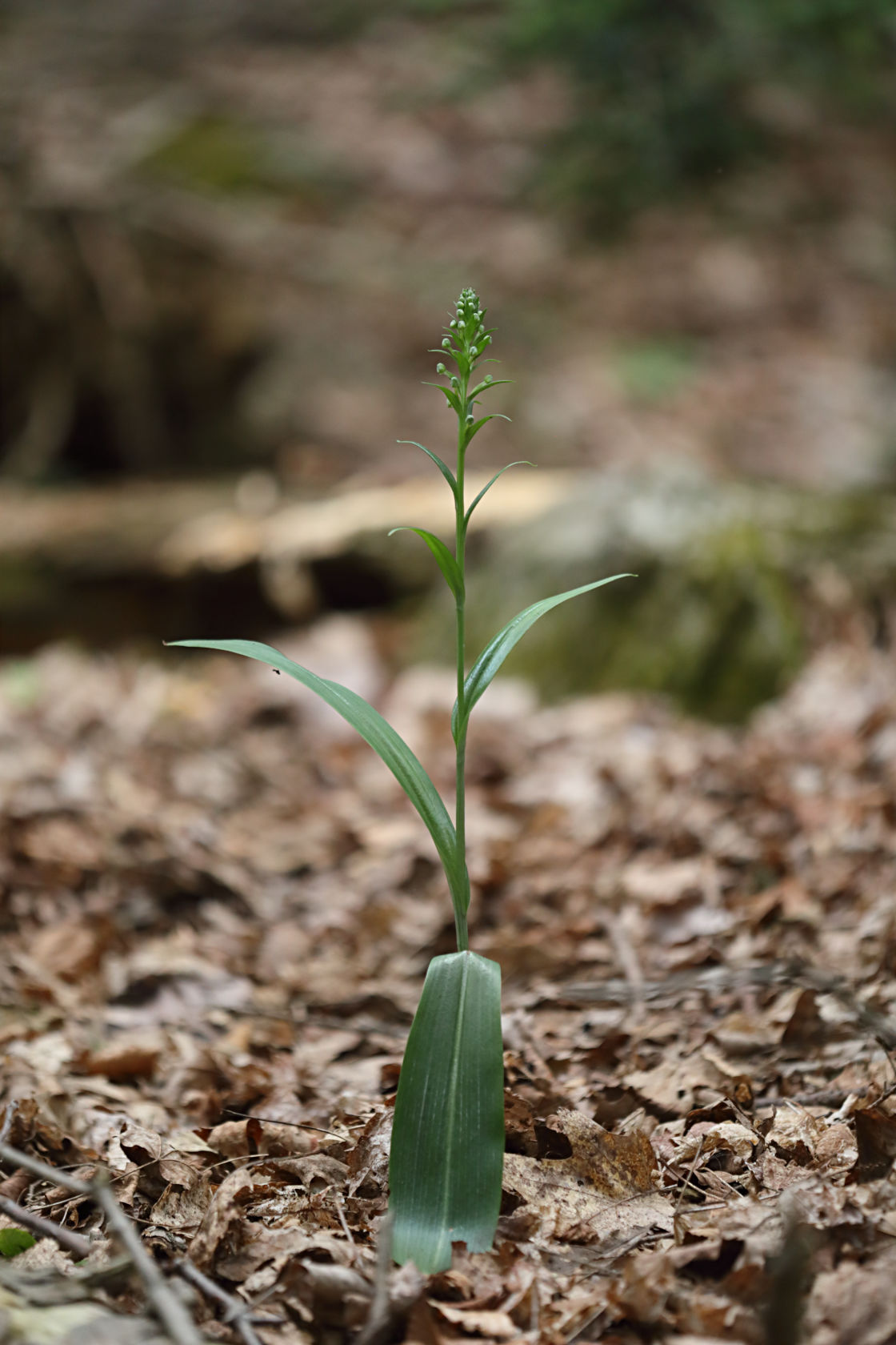 Green Fringed Orchid