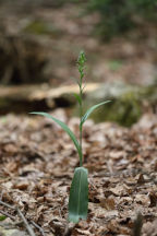 Green Fringed Orchid