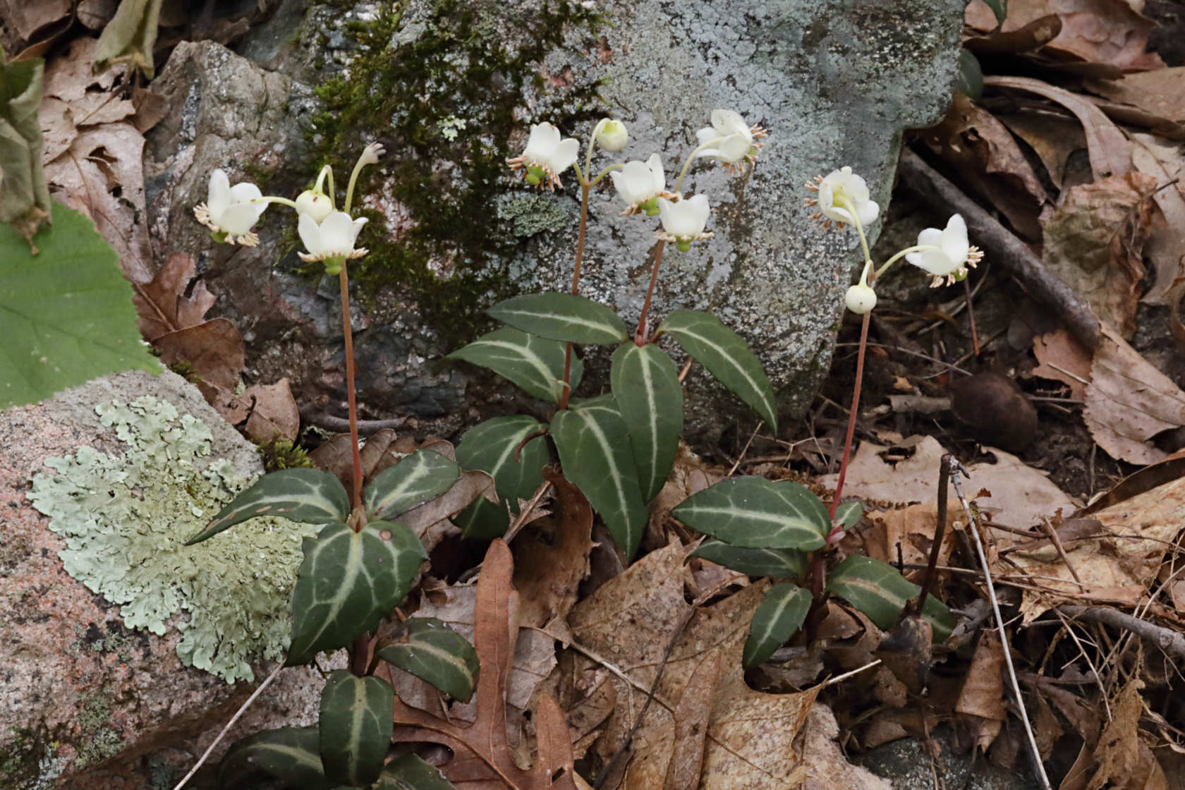 Spotted Wintergreen