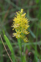 Bog Asphodel