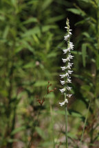 Grass-Leaved Ladies' Tresses