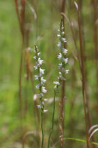 Grass-Leaved Ladies' Tresses
