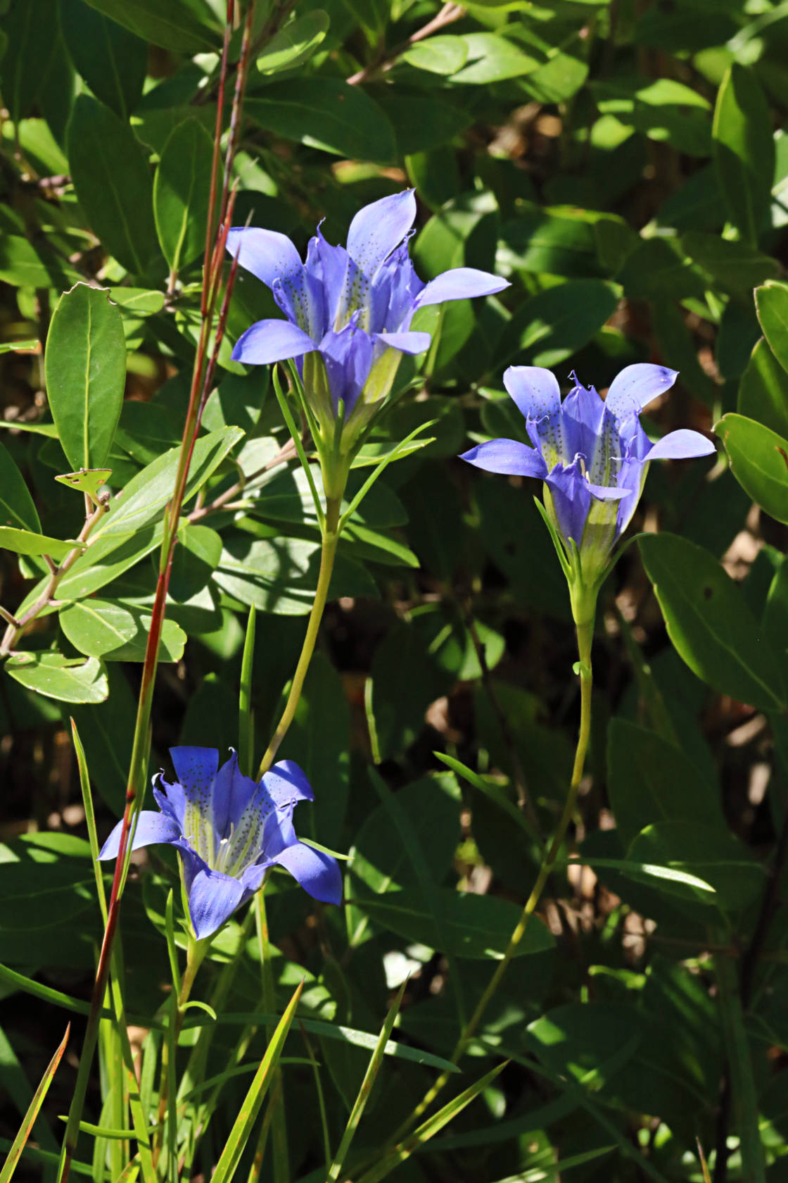 Pine Barren Gentian