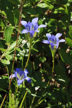 Pine Barren Gentian