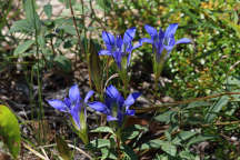 Pine Barren Gentian