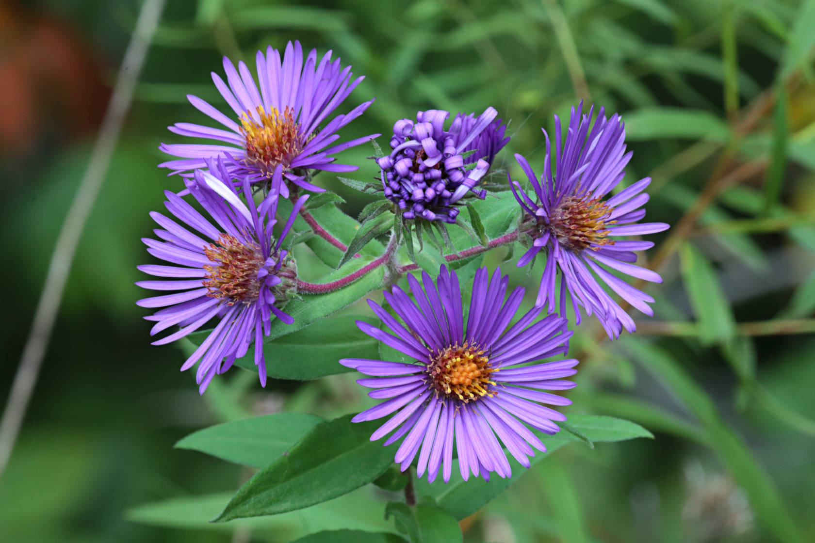 New England Aster