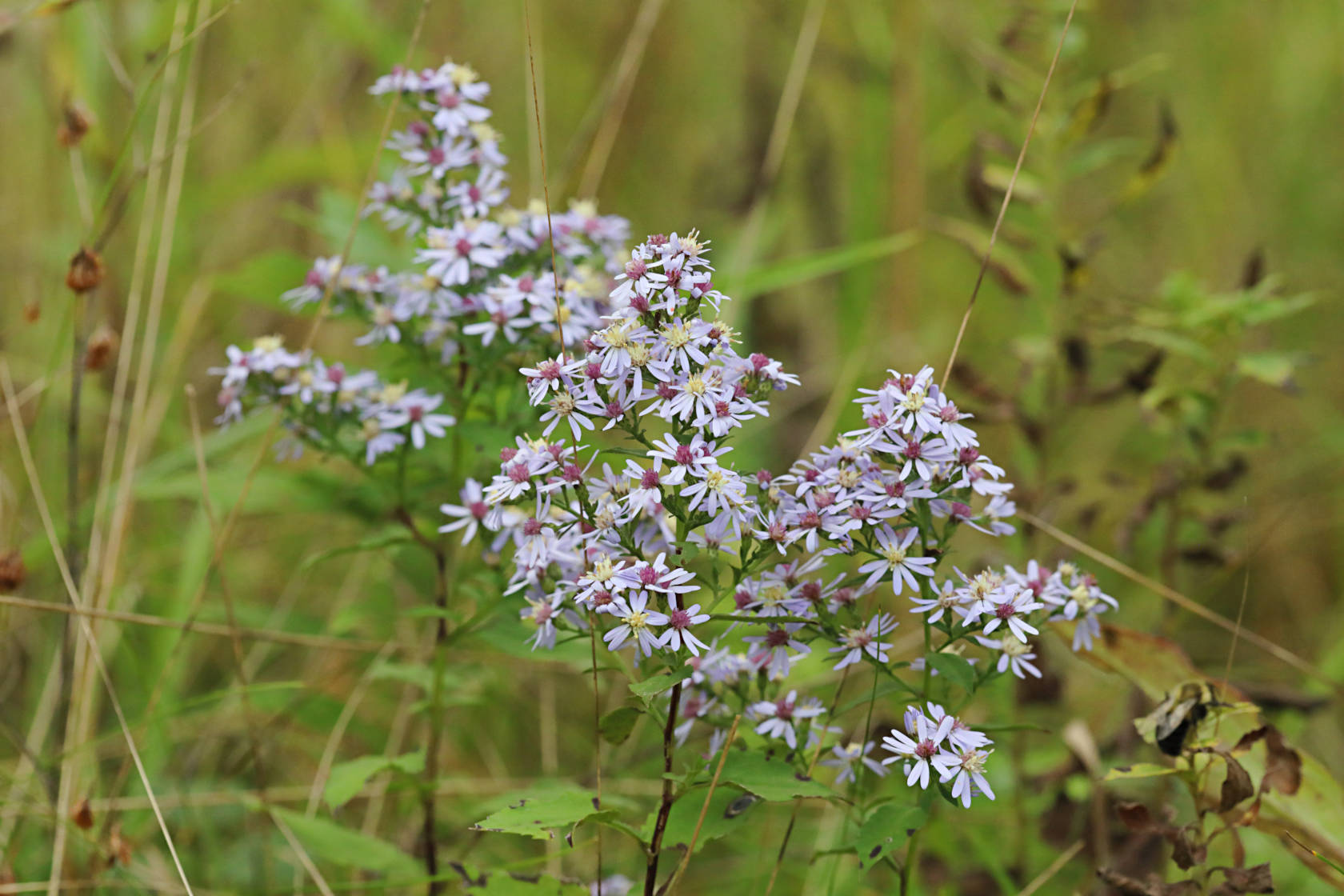 Common Heart-Leaved Aster