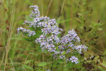 Common Heart-Leaved Aster