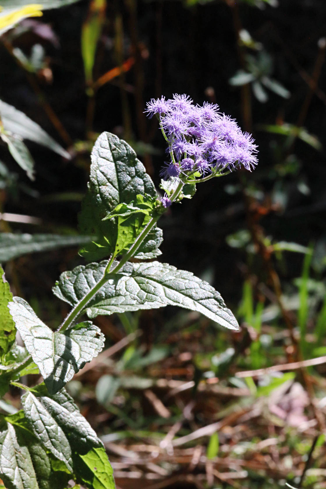 Mist Flower