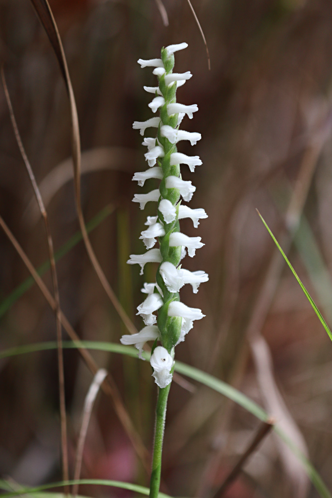 Atlantic Ladies' Tresses