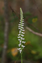 Atlantic Ladies' Tresses