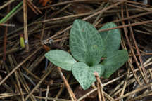 Checkered Rattlesnake Plantain