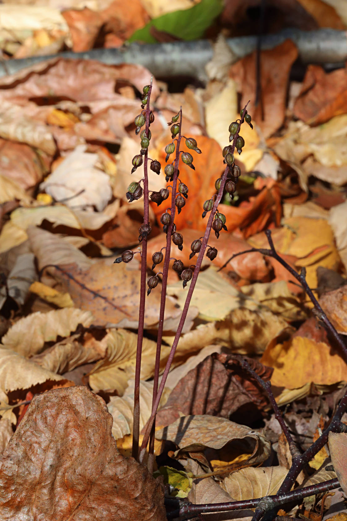 Autumn Coralroot