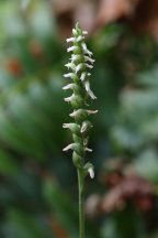 Northern Oval Ladies' Tresses