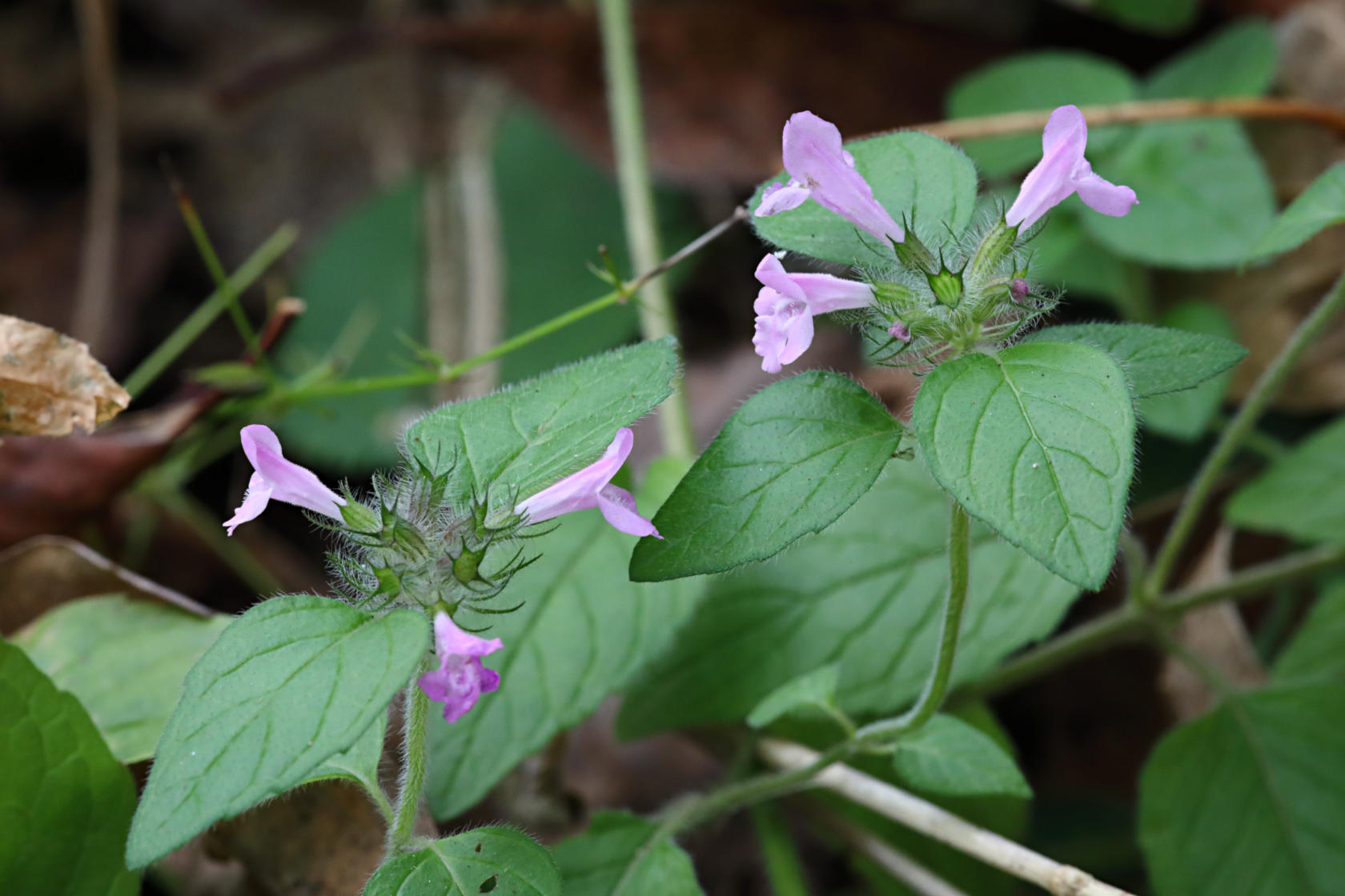 Wild Basil