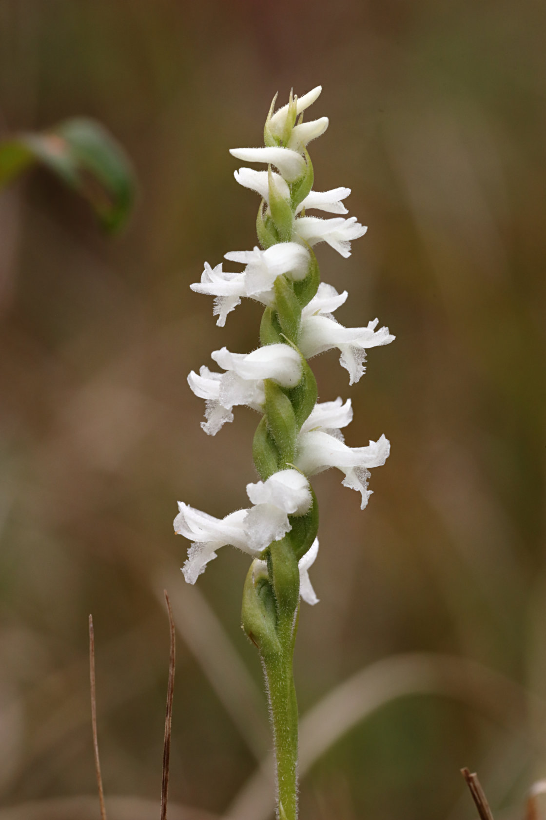 Nodding Ladies' Tresses