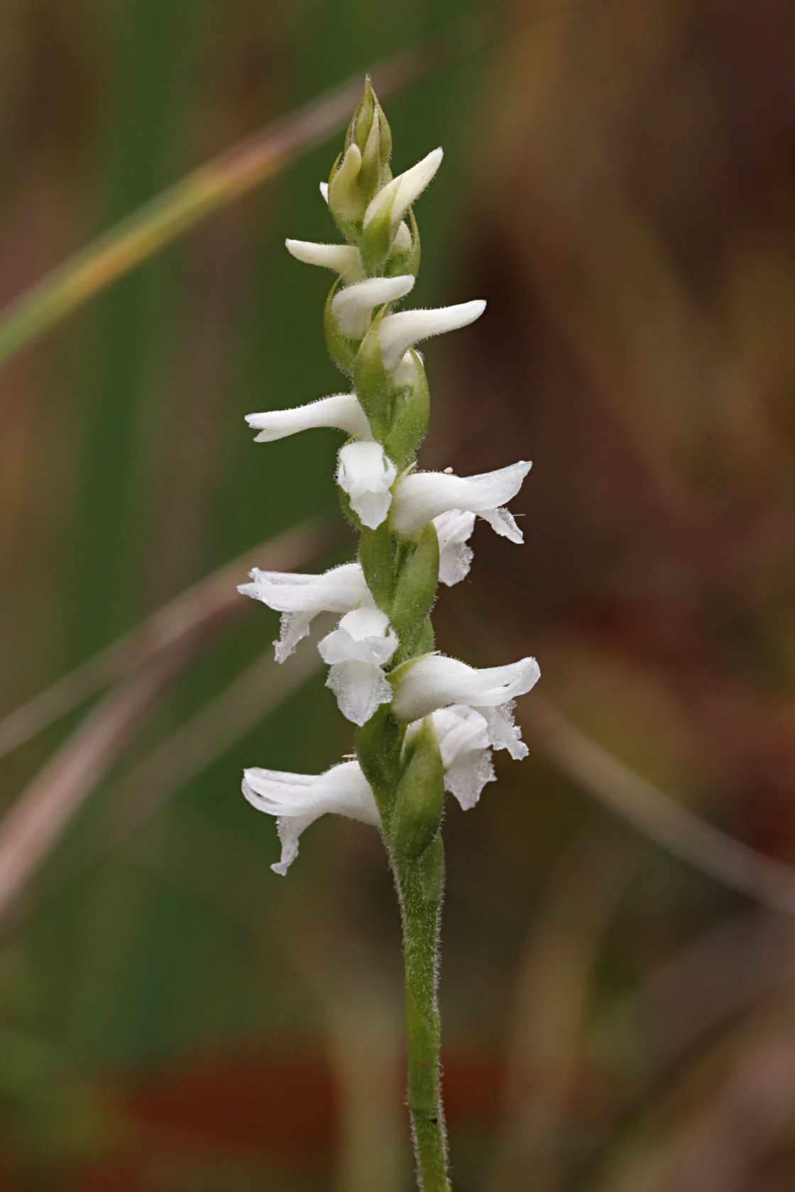 Nodding Ladies' Tresses