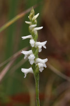 Nodding Ladies' Tresses