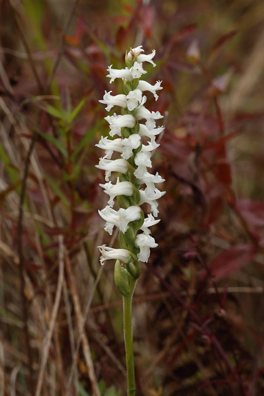 Nodding Ladies' Tresses