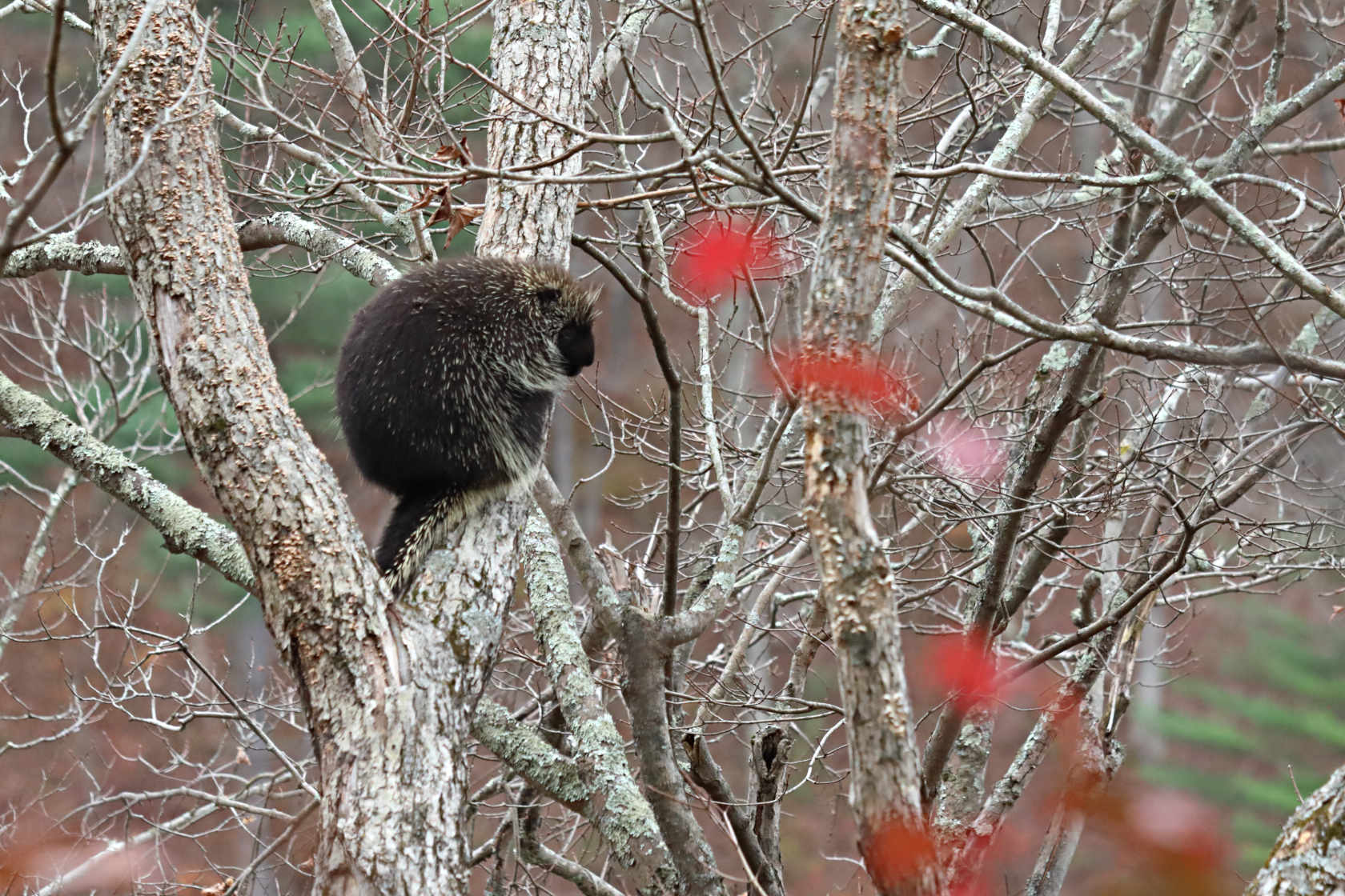 North American Porcupine