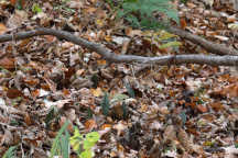 Puttyroot