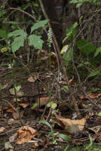Northern Oval Ladies' Tresses