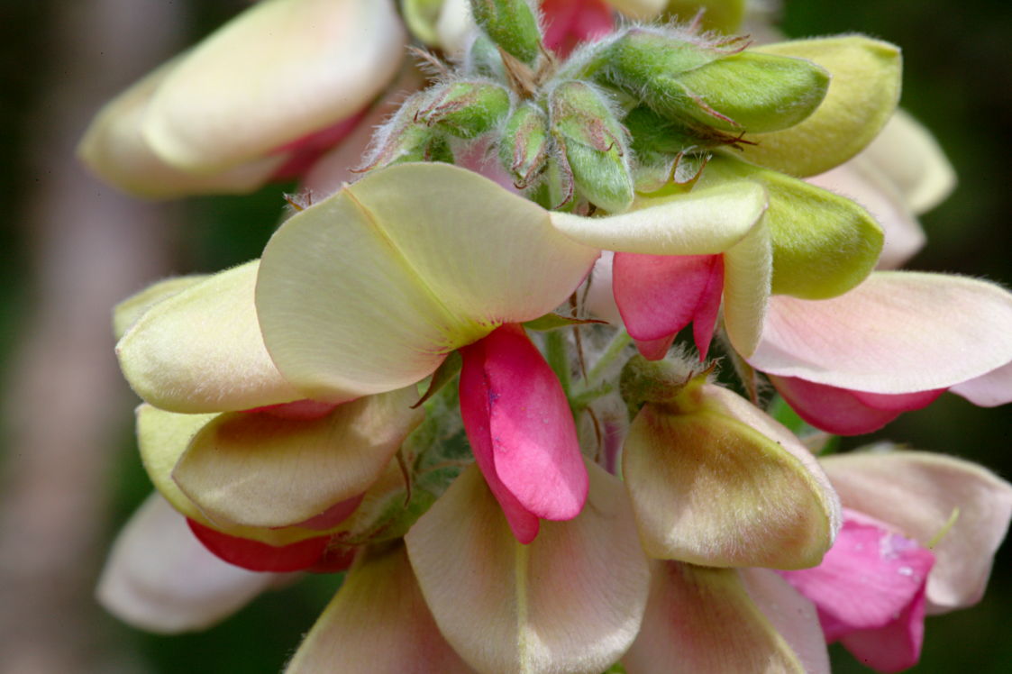 Goat's Rue