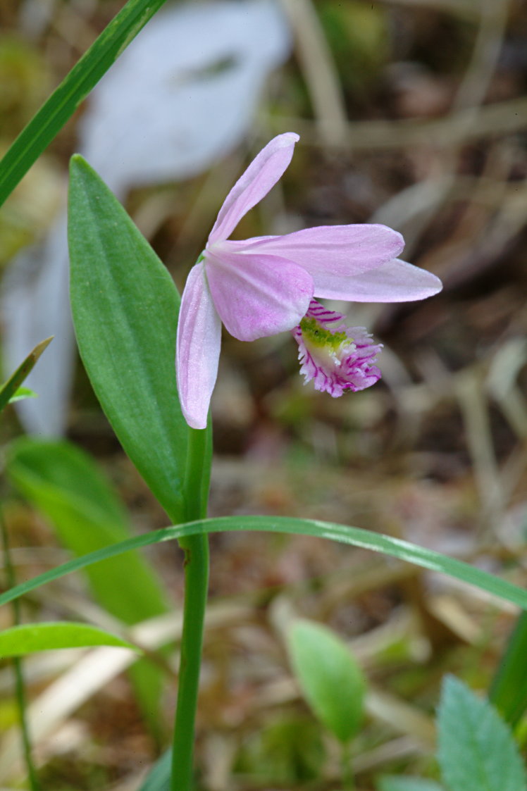 Rose Pogonia