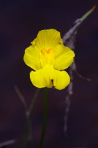 Humped Bladderwort