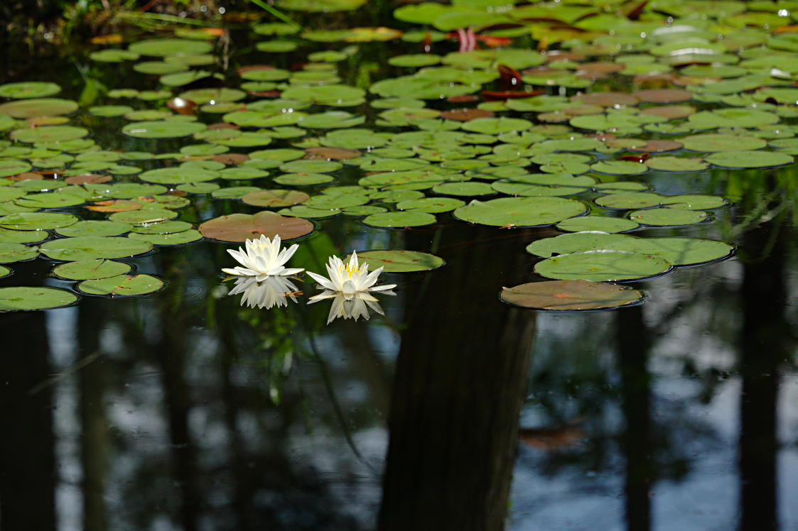 Common Water Lily