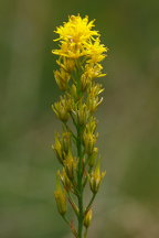 Bog Asphodel