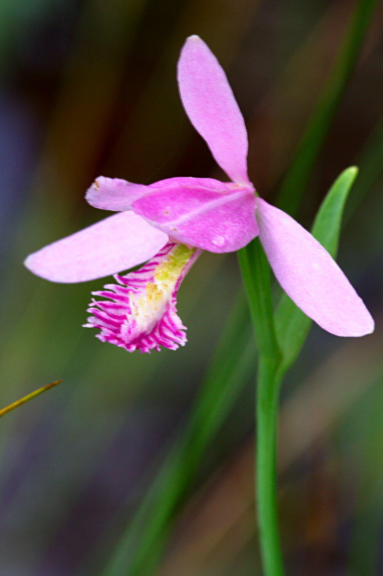 Rose Pogonia