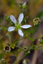 Pine Barren Sandwort