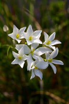 Lance-Leaved Rose Gentian