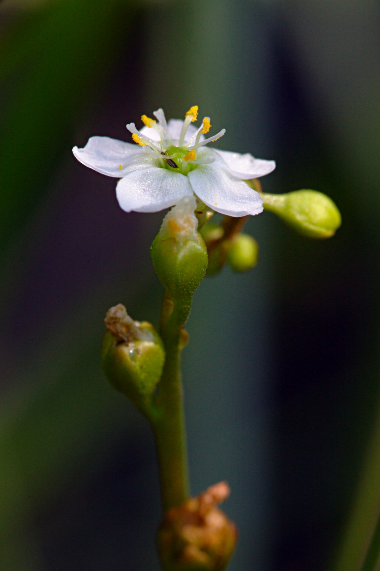 Spatulate-Leaved Sundew