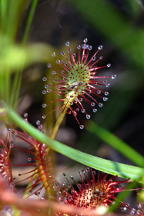 Spatulate-Leaved Sundew