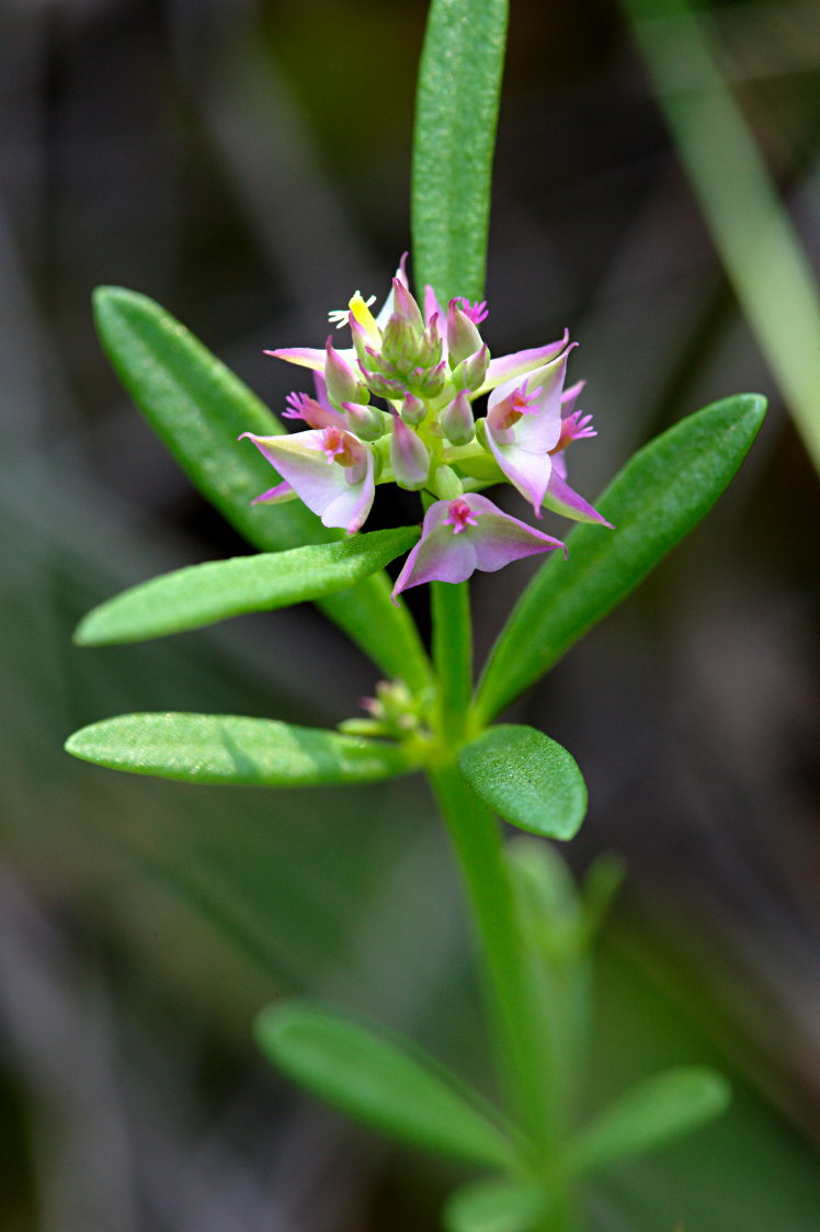 Cross-Leaved Milkwort