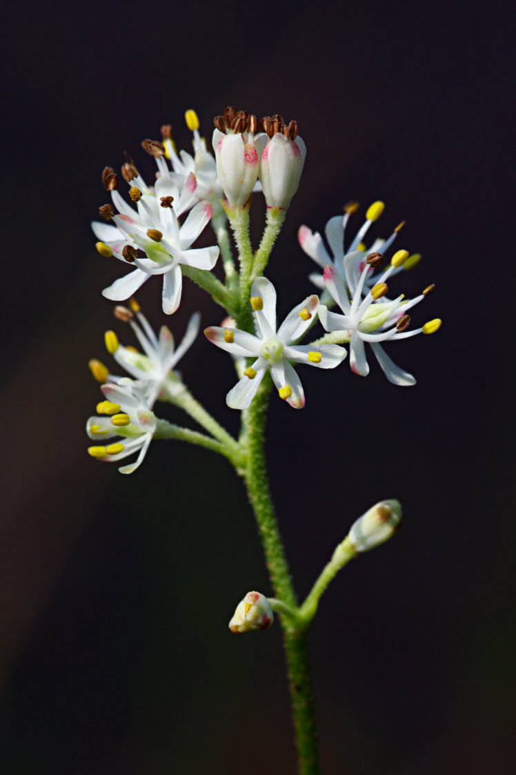 Coastal False Asphodel