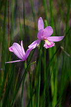 Rose Pogonia