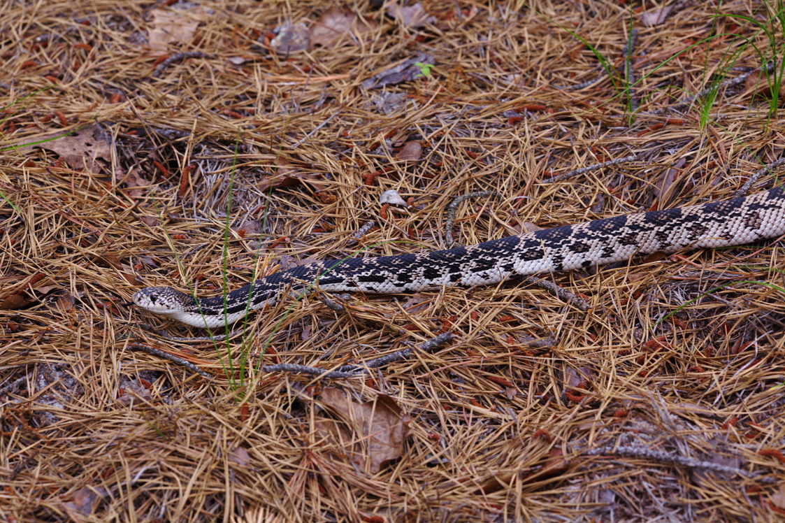 Northern Pine Snake