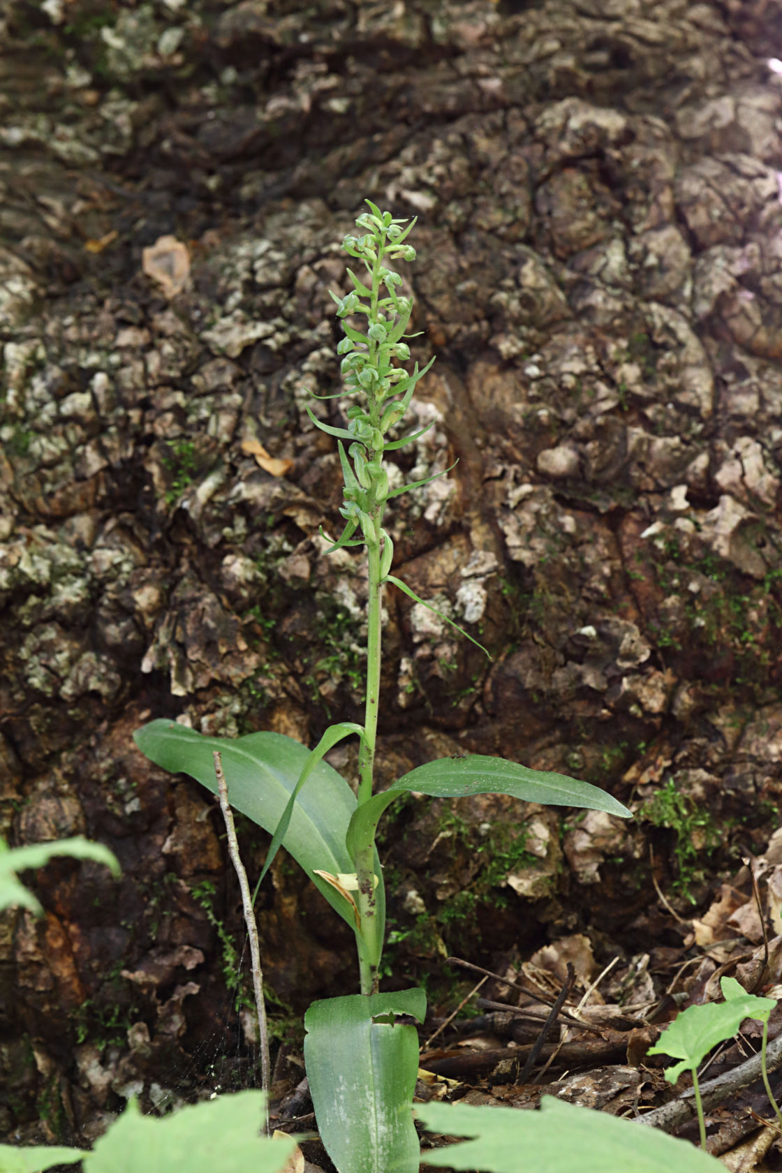 Long-Bracted Green Orchid