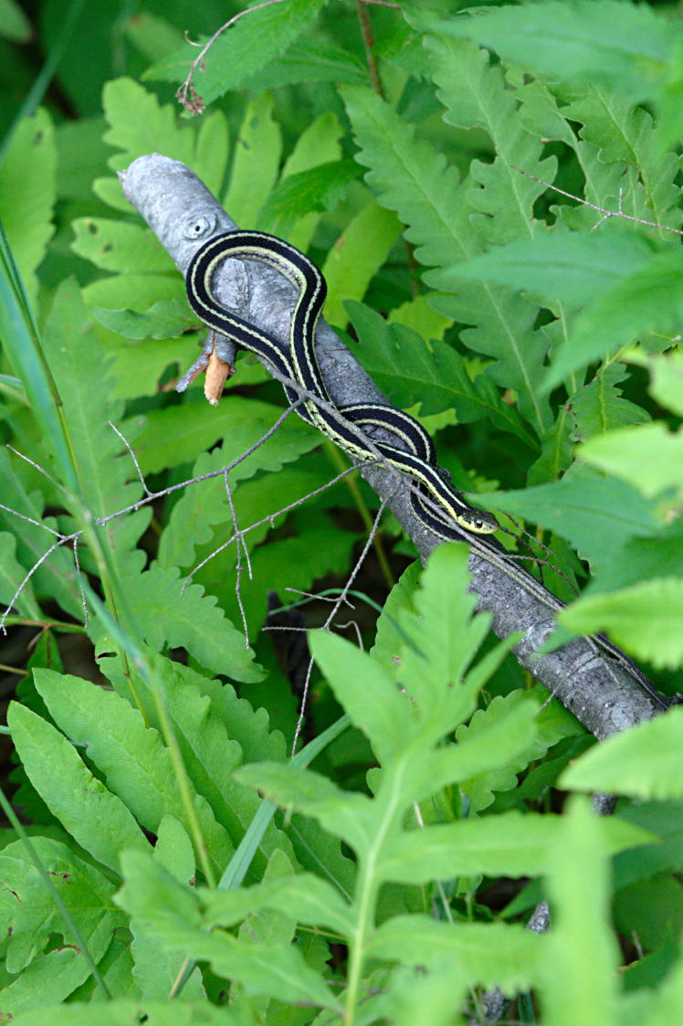 Eastern Gartersnake