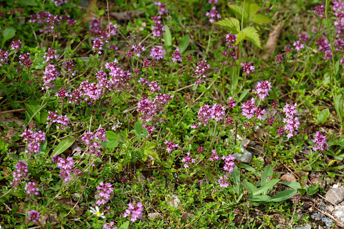 Wild Thyme