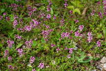 Wild Thyme