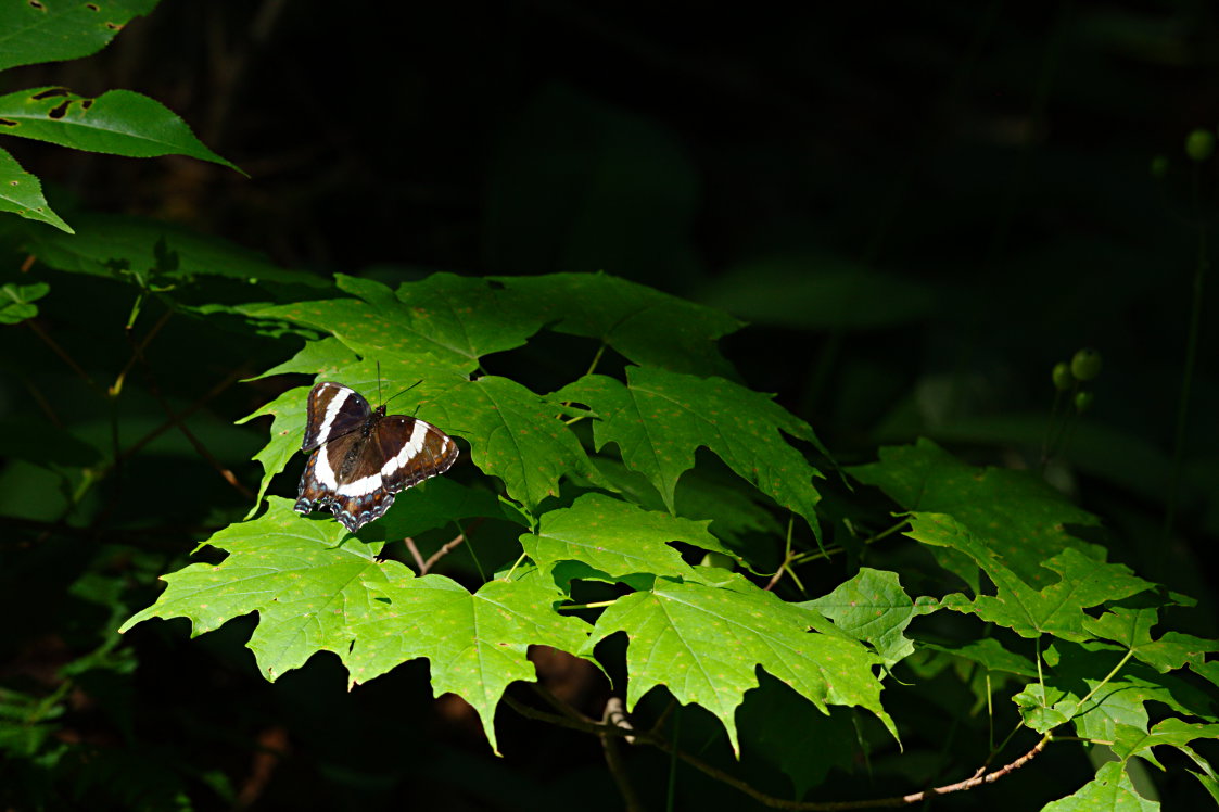 White Admiral