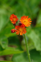 Orange Hawkweed