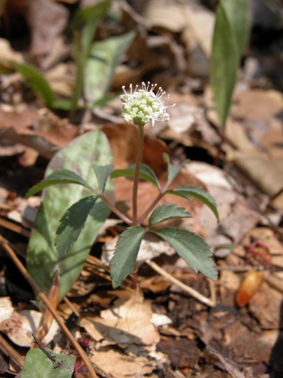 Dwarf Ginseng